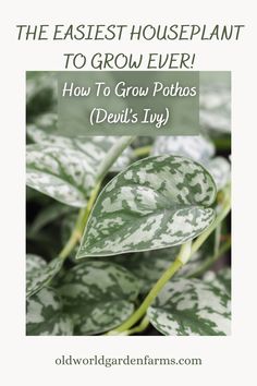 a green plant with the words, the fastest houseplant to grow ever how to grow