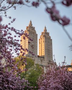 two tall buildings with trees in the foreground and purple flowers in the foreground