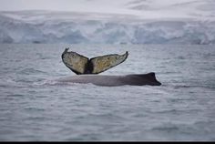 the tail of a whale is sticking out of the water in front of snow covered mountains