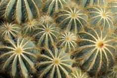 many green and yellow cactus plants together