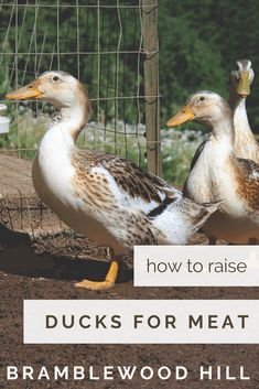 two ducks standing next to each other in front of a wire fence with the words how to raise ducks for meat bramblewood hill