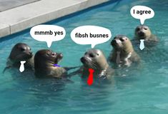 four sea lions in a pool with speech bubbles