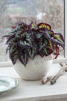 a potted plant sitting on top of a window sill next to a plate