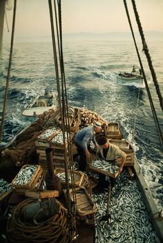 two men working on the deck of a boat full of dead fish in the ocean