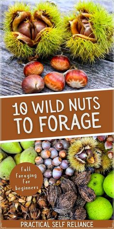 the cover of an ebook with nuts and acorns on it, which reads 10 wild nuts to foraging beginners practical self reliance