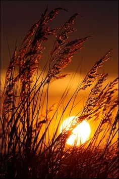 the sun is setting behind some tall grass