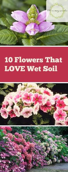 flowers that love wet soil with the words 10 flowers that love wet soil