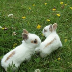 two small white rabbits sitting in the grass