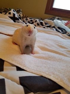 a white rat sitting on top of a bed next to a black and white checkered blanket