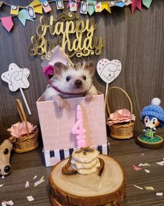 a small hedge sitting inside of a birthday card box on top of a wooden table