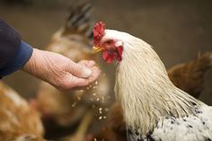 a close up of a person feeding a chicken with grain from his hand and chickens in the background