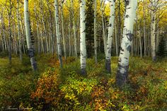 a grove of trees with yellow and green leaves