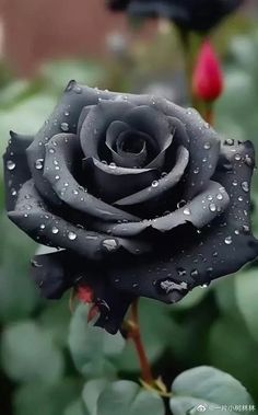 a black rose with water droplets on it