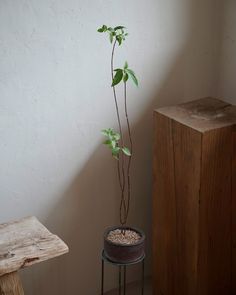 a potted plant sitting on top of a wooden table next to a white wall