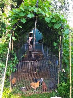 several chickens are in an enclosed area with vines and plants on the side of it