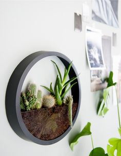 some plants that are sitting in a pot on a wall near a planter with succulents