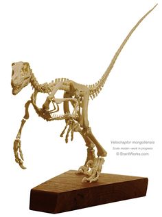 the skeleton of a t - rex is displayed on a wooden stand with white background