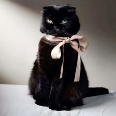 a black cat sitting on top of a bed wearing a pink ribbon around its neck