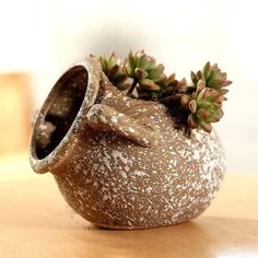 a potted plant sitting on top of a wooden table