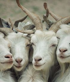 four goats with long horns are huddled together in a circle and one is looking at the camera