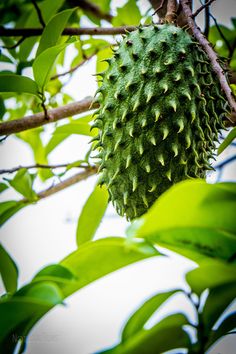 a green fruit hanging from a tree branch