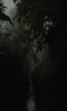 a stream running through a forest filled with lots of trees and plants in the dark