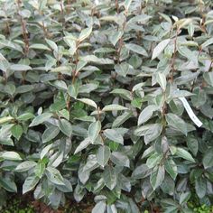 a bush with green leaves and brown stems