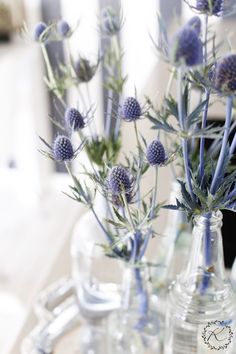 blue flowers are in glass vases on a table