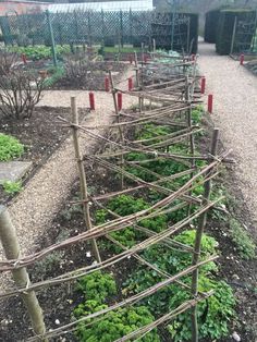 a garden with many plants growing in it