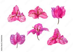 pink flowers are arranged on a white background