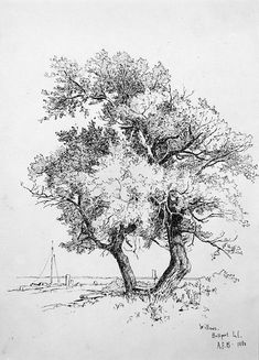 an ink drawing of two trees in the field