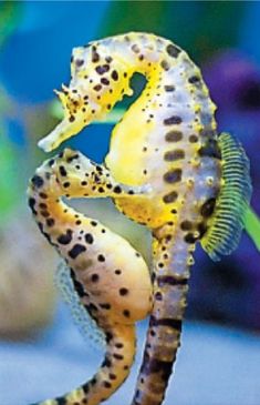 two seahorses standing next to each other in an aquarium with blue and yellow background