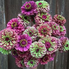 a bunch of pink and green flowers in front of a wooden fence on a sunny day