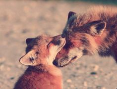 two foxes are playing with each other in the dirt and gravel, one is rubbing its face against the other's head