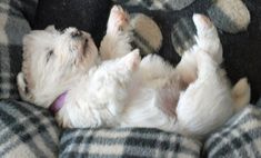 a small white dog laying on its back in a chair with it's paws up