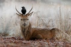 a bird sitting on top of a deer's head in the middle of a field