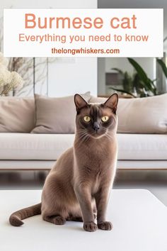 Burmese cat Cats 101, Cute Cat Face, Cat Info, Fancy Cats, Hairless Cat, Russian Blue, Cat Health, Burmese