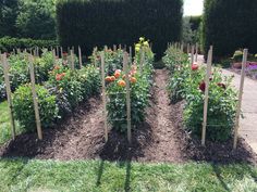 a garden filled with lots of different types of flowers