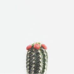 a cactus with red flowers on it's head in front of a white background