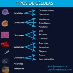 a diagram showing the different types of cell phones and how they are used in spanish