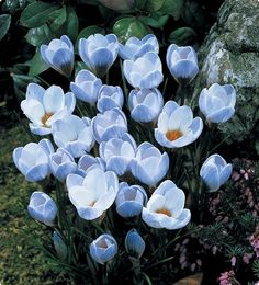 a bunch of white tulips in the middle of some rocks and flowers around them