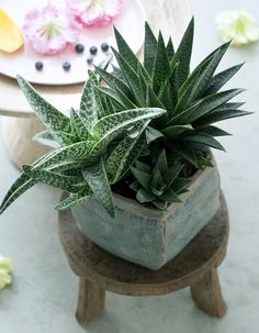 a small potted plant sitting on top of a wooden stand next to a plate