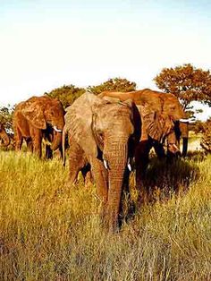 a herd of elephants standing on top of a grass covered field with trees in the background