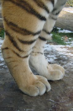 a large tiger standing on top of snow covered ground