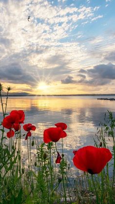 some red flowers are in the grass by the water and birds flying over it at sunset