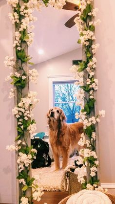 a dog standing in front of a mirror with white flowers on it's frame