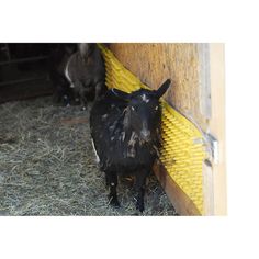 a black goat standing next to a yellow door in hay covered barn area with other animals