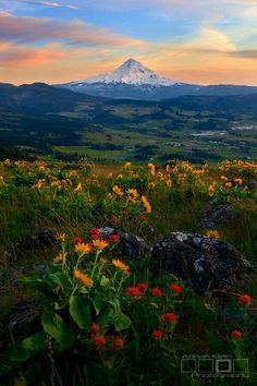 wildflowers and mountain in the background at sunset