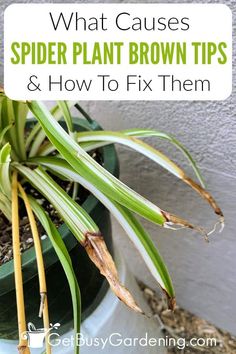 spider plant growing in a pot with text overlay that says what cause spider plant brown tips and how to fix them