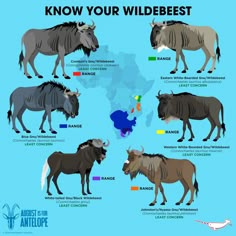 an animal map shows the different types of animals in each country's wildlife area